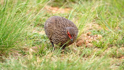 Swainson's francolin (Pternistis swainsonii) in the grass at Rietvlei Nature Reserve in Pretoria, South Africa