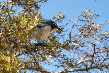 Obraz premium Scrub Jay Stares Down Its Next Target Before Taking Off
