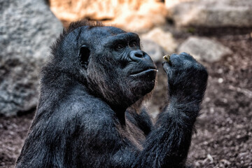 A huge black gorilla is eating some food.