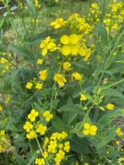 Obraz premium field of dandelions