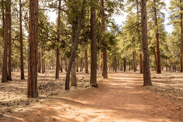 Shoshone Point Trail Along the Rim Of The Grand Canyon