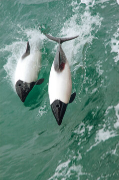 Group of dolphins in the Strait of Magellan