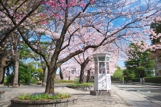 Cherry blossoms