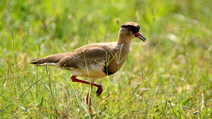 Crowned lapwing (Vanellus coronatus) in a field at Rietvlei Nature Reserve in Pretoria, South Africa
