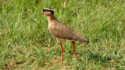 Crowned lapwing (Vanellus coronatus) in a field at Rietvlei Nature Reserve in Pretoria, South Africa