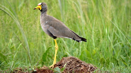 African wattled lapwing (Vanellus senegallus) in a field at Rietvlei Nature Reserve in Pretoria, South Africa