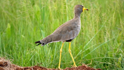 African wattled lapwing (Vanellus senegallus) in a field at Rietvlei Nature Reserve in Pretoria, South Africa