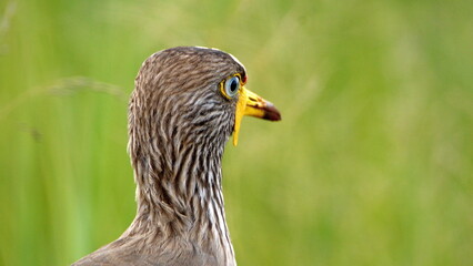 Close up of an African wattled lapwing (Vanellus senegallus) in a field at Rietvlei Nature Reserve in Pretoria, South Africa