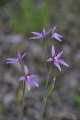 The dainty pink fairy orchid in flower