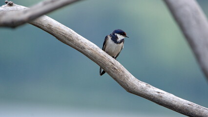 White-throated Swallow (Hirundo albigularis) perched on a branch at Rietvlei Nature Reserve in Pretoria, South Africa