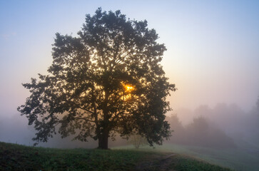 Obraz na płótnie Canvas tree in the morning