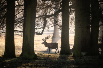 Beautiful wild deer in the forest with amazing sunrise lights. Woburn park in England