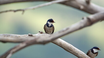 White-throated Swallow (Hirundo albigularis) perched on a branch at Rietvlei Nature Reserve in...