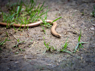 Selective blur on a macro shot of an anguis fragilis, mor commonly called as a slow worn, or blindworm, a legless lizard from Europe. ..
