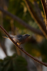 robin on a branch