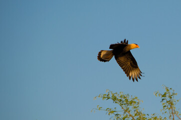 eagle in flight