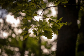 Closeup on a quercus robus branch with a focus on a oak leaf. Quercus robus is a European tree, also called by the name common oak.....