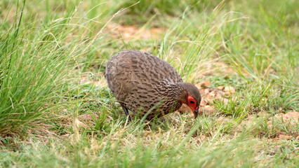 Swainson's francolin (Pternistis swainsonii) in the grass at Rietvlei Nature Reserve in Pretoria, South Africa