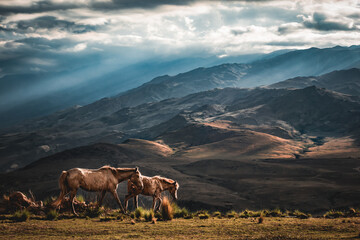 Horses in the mountains