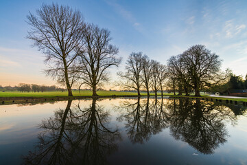 Obraz na płótnie Canvas Water pond reflecting leafless trees at sunrise. Woburn park in England