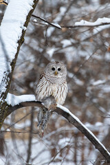 A hungry barred owl catches a squirrel and carries it to a tree branch on a snowy winter afternoon