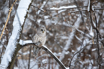 A barred owl in Minnesota captures a squirrel and carries it in to a tree on a snowy winter day