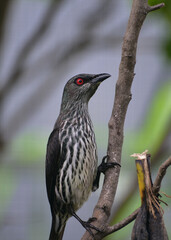 Bird perching on branch. The Asian glossy starling, Aplonis panayensis is a species of starling in the family Sturnidae