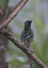 Bird perching on branch. The Asian glossy starling, Aplonis panayensis is a species of starling in the family Sturnidae