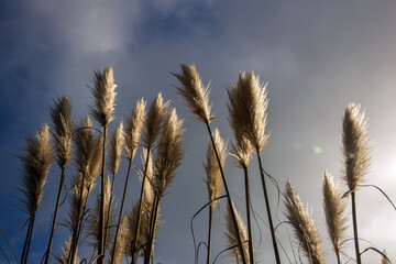 Obraz premium Grass along the California Coast in Mendocino, United States.