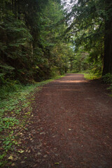 Fototapeta premium Path in a forest in Mendocino County, along the California coast in United States.