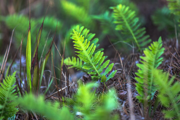Close up of a fern growing in the in forest, Mendocino, California, United States.