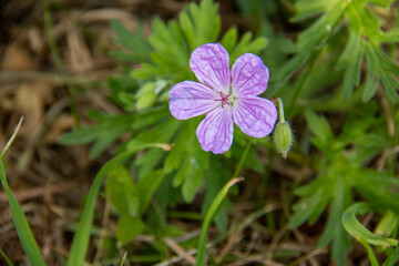 浜辺の紫の花　エゾフウロ
