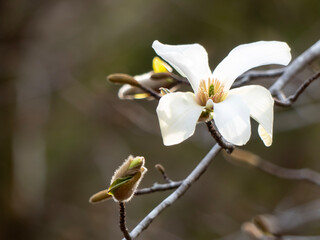 春に咲く白いコブシの花
