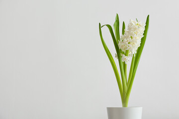 Pot with beautiful hyacinth plant on light background