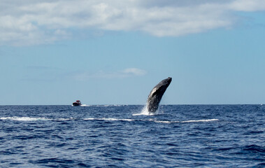 breach whale 