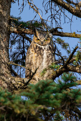 An adult Great Horned Owl keeps watch of its chicks in a nearby nest in Minnesota on a bright warm spring day