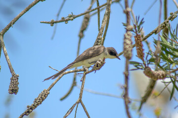 Tesourinha landed in the branch