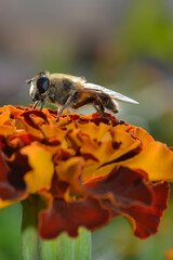 Bee inn on a flower