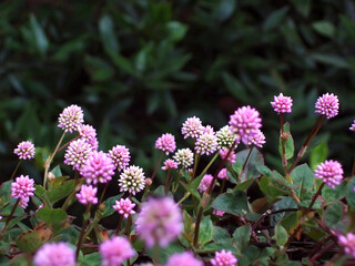 Obraz premium wild flowers in the garden