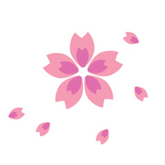 Scattered cherry petals. The season of spring.