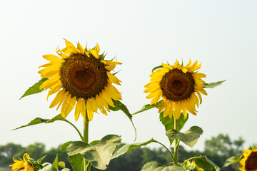 Sunflower seeds are one of the most popular seeds in the world