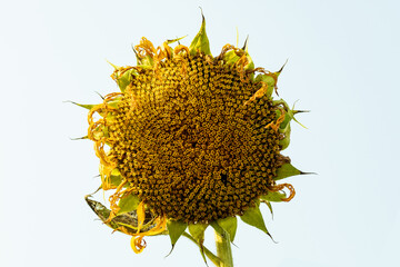 Sunflower oil is used as medicine and the oil so very healthy