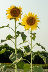 Sunflower is bright and cheery annual blossoms that start to flower in mid-summer