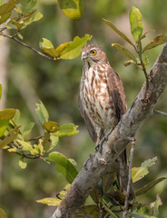 Shikra (juvenile).shikra is a small bird of prey in the family Accipitridae found widely distributed in Asia and Africa where it is also called the little banded goshawk. 