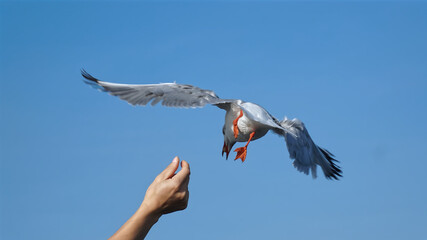 Seagull bird spreading wings flying eat