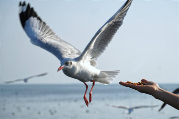 Seagull bird spreading wings flying eat