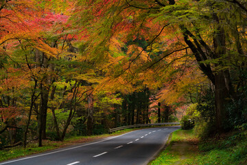 紅葉の道 横構図