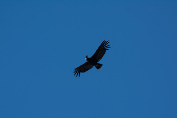 Condor andino volando.