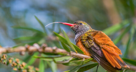 A Peruvian hummingbird with its tongue out