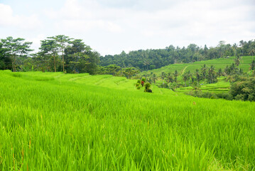 Fototapeta na wymiar Rice terrace at Babahan village, at Tabanan regency of Bali Indoneaia